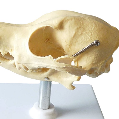 Dog Skull Model